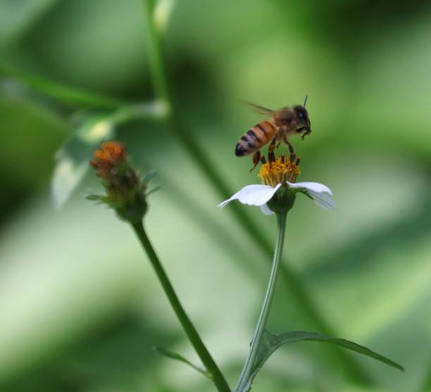istock Bee hovering over an orange and white flower trying to get pollen with a nice green background 1216592209