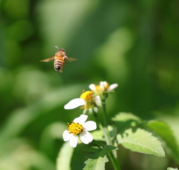 istock Bee hovering over an orange and white flower trying to get pollen with a nice green background 1216592815