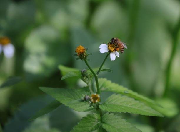 istock Bee hovering over an orange and white flower trying to get pollen with a nice green background 1216592854