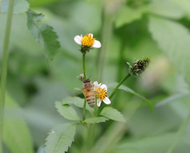 istock Bee hovering over an orange and white flower trying to get pollen with a nice green background 1216592887