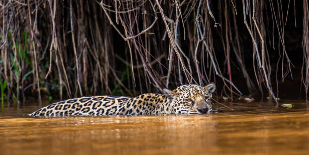 istock Jaguar is swimming on the river. 1216592926