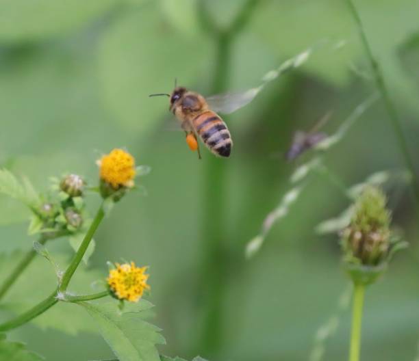 istock Bee hovering over an orange and white flower trying to get pollen with a nice green background 1216592936