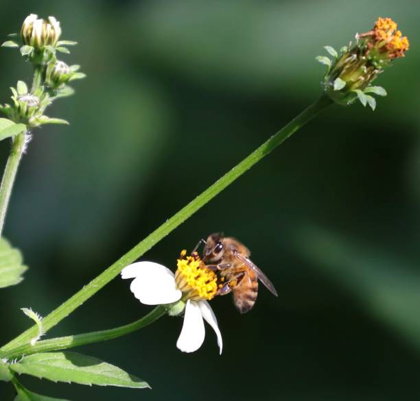 istock Bee hovering over an orange and white flower trying to get pollen with a nice green background 1216592945
