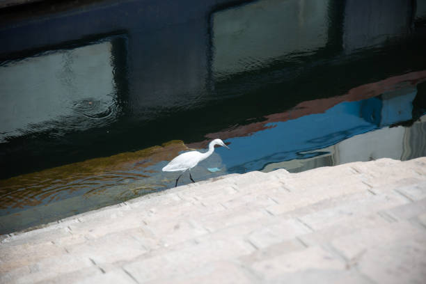 Bird on the coars of Nile