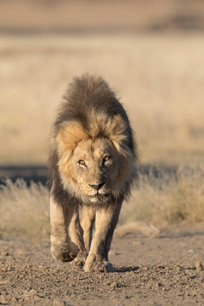 istock Wild male African Lion head on 1216594707