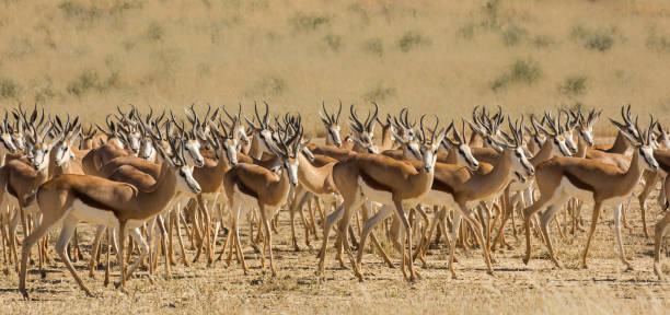 Springbok herd panorama stock photo
