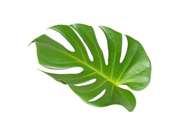 istock green leaves for background and wallpaper 1216594826