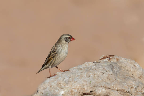 Red billed Quelea perched on a rock A non-breeding plumage Red billed Quelea (Quelea quelea) perched on a rock, against a plain blurred background, South Africa red billed quelea stock pictures, royalty-free photos & images