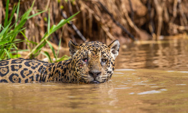 istock Jaguar is swimming on the river. 1216594954