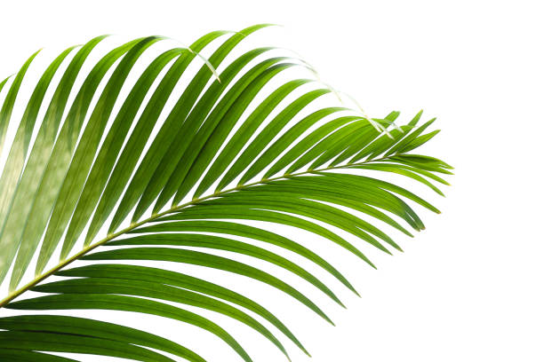 istock green leaves for background and wallpaper 1216595014