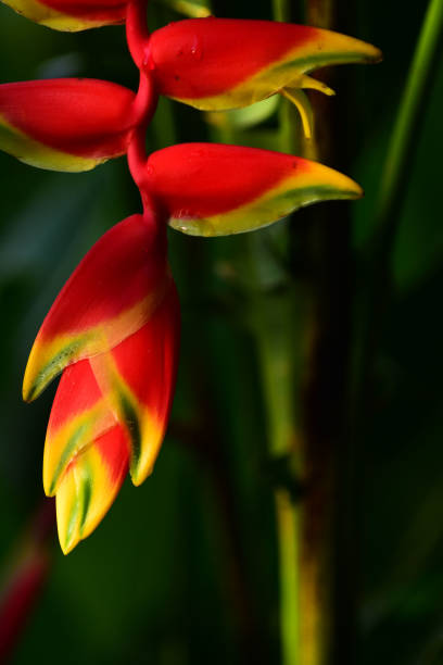 Hanging flower spike of Lobster claw heliconia flower. Photo taken at Manuel Antonio national park in Costa Rica. Nikon D7200 with Nikon 200mm macro lens.
