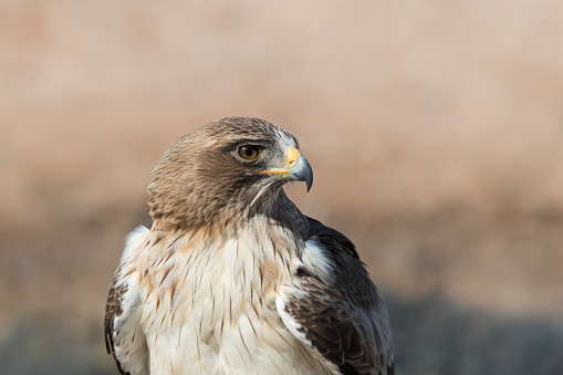 An adult Booted Eagle (Hieraaetus pennatus) close up of head and shoulders, Kgalagadi transfrontier park,  South Africa
