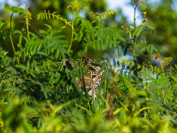 istock Jaguar is hiding in the grass. 1216595228