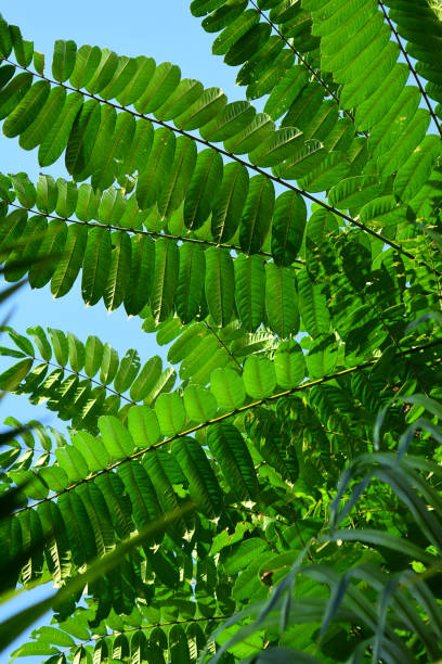 istock Treetop with opposite leaves on branches and blue sky in background 1216595234