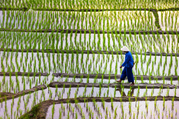 agricoltori che si alleno su terrazze di riso. ban pa bong piang regione settentrionale nella provincia di chiangmai distretto di mae chaem che ha le terrazze di riso più belle della thailandia. - sa pa foto e immagini stock