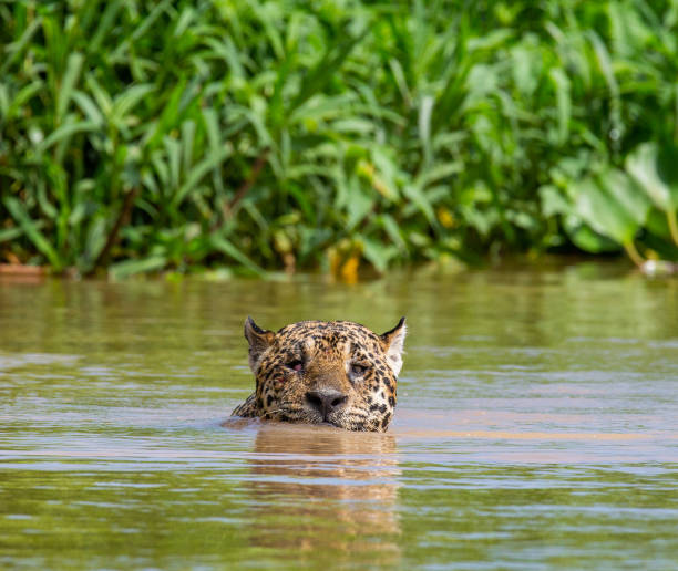 istock Jaguar is swimming on the river. 1216595632