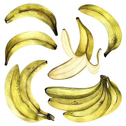 set of bananas drawn on paper, summer fruit pattern, exotic plants, cute hand-drawn postcard