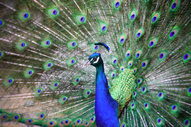 Peacock blue
