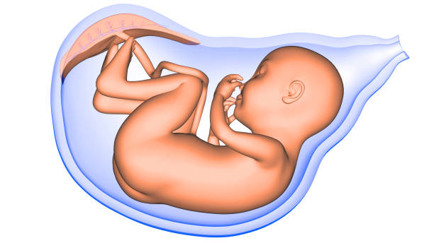 feto nel rendering 3d a raggi x di womb anatomy - vagina uterus human fertility x ray image foto e immagini stock