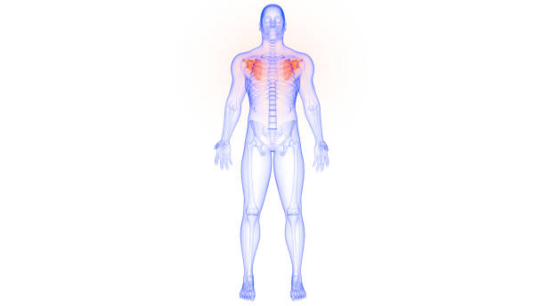 istock Scapula Bone Joints of Human Skeleton System Anatomy 3d rendering 1216599462