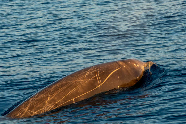 istock Rare Goose Beaked whale dolphin Ziphius cavirostris 1216599621