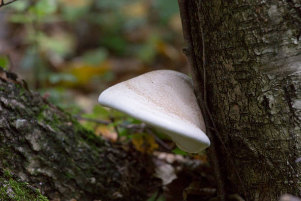 istock Mushroom found in a wood 1216599759