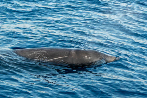 istock Rare Goose Beaked whale dolphin Ziphius cavirostris 1216599783