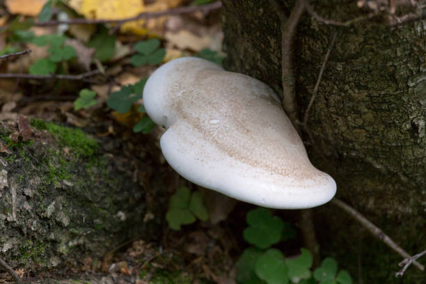 istock Mushroom found in a wood 1216599911