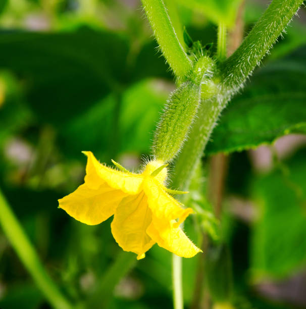 istock Cucumber plant with a flower close-up. 1216600196