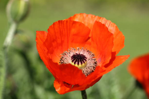 It is also known as Oriental Poppy, Oriental Poppy, Garden Poppy, Perennial Poppy or Fire Poppy.
