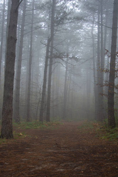 istock Morning in the old forest. 1216601652