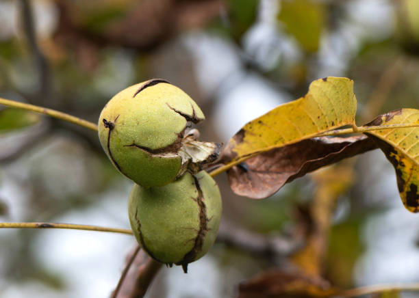 istock Cracked ripe walnut on the tree. Autumn harvest of walnuts 1216601811