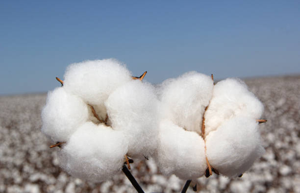 istock Cotton ready to be harvested 1216602121