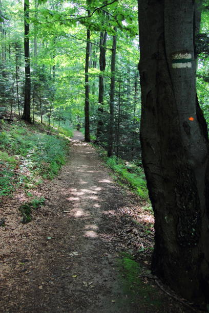 istock Forest and road in the mountains 1216602955