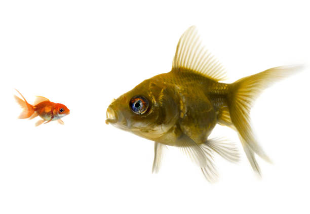 istock The bigger fish tries to eat the small one. 1216603311