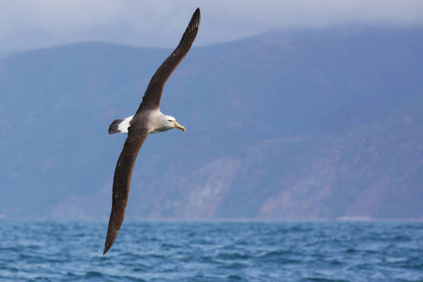 White-capped albatross in flight off the coast of New Zealand White-capped albatross in flight with New Zealand coast as a background albatross stock pictures, royalty-free photos & images