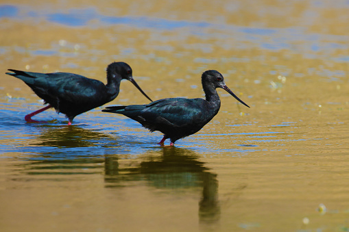 Two Black stilt walk in shallow water of a pond