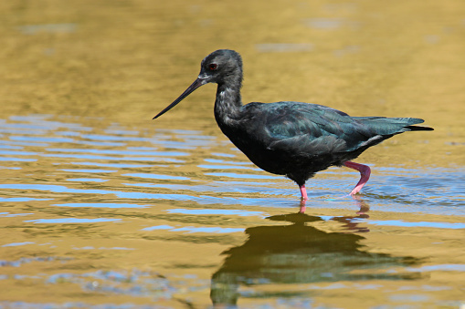 Black stilt walks in shallow water of a pond