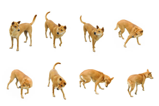 istock set of paranoid thai dog 1216604281