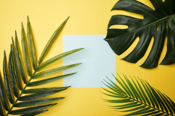 istock Tropical leaves with blank paper card Frame on pastel color background for copy space or text creative advertising stock photo 1216604557