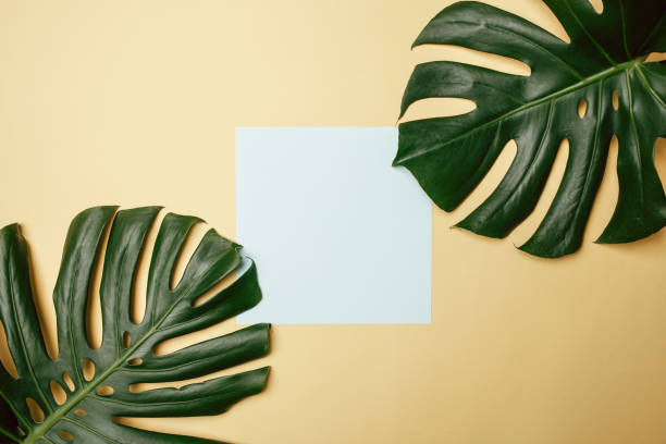 istock Tropical leaves with blank paper card Frame on pastel color background for copy space or text creative advertising stock photo 1216604597