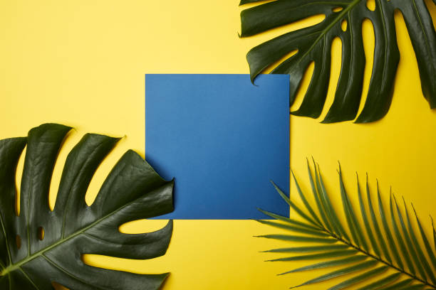 istock Tropical leaves with blank paper card Frame on pastel color background for copy space or text creative advertising stock photo 1216604626
