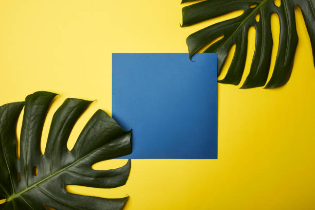 istock Tropical leaves with blank paper card Frame on pastel color background for copy space or text creative advertising stock photo 1216604630