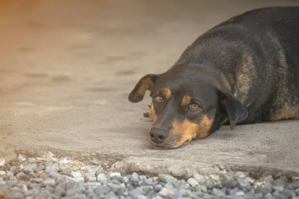 czarny gruby pies z nudnymi oczami położył się na betonowej podłodze - dog lying down tired street zdjęcia i obrazy z banku zdjęć