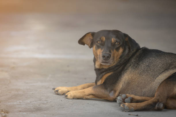 czarny gruby pies położył się z kontaktem wzrokowym na betonowej podłodze - dog lying down tired street zdjęcia i obrazy z banku zdjęć