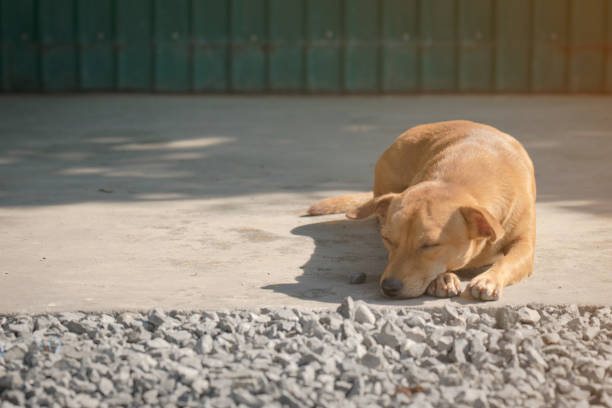 mały pies położyć się i spać na betonowej podłodze. - dog lying down tired street zdjęcia i obrazy z banku zdjęć