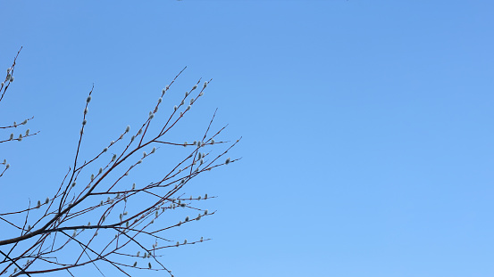macro photo of tree branches and blue sky natural spring background