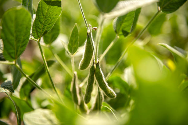 Green soybeans in the field