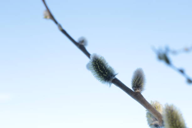istock macro photo bare tree branches with small buds blue sky natural spring background 1216605330