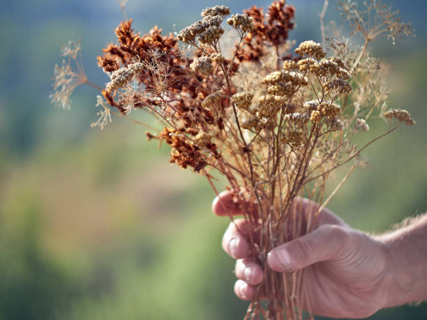 istock Dried herbs. Autumn background. 1216606208